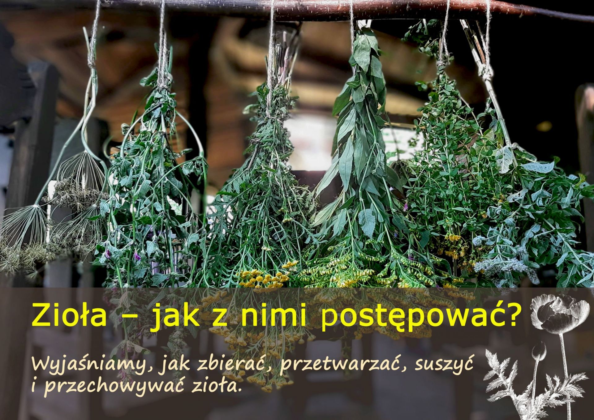 Zioła – jak z nimi postępować? - ziola_jak_z_nimi_postepowac.jpg