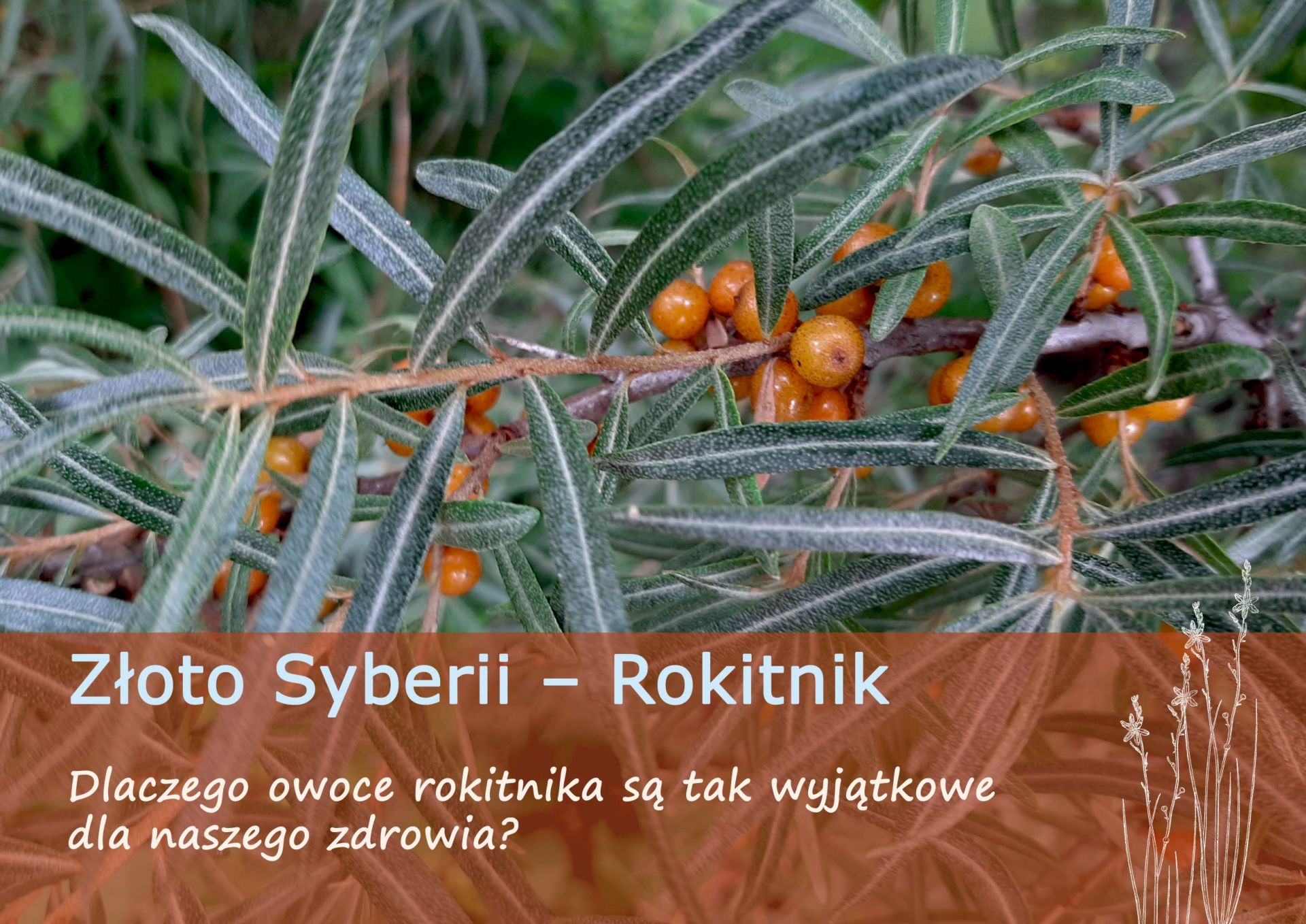 Złoto Syberii – Rokitnik - zloto_syberii.jpg